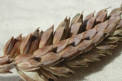 Binkel