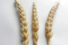 Dinkel2