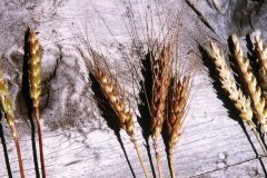 cropped-3_weizen_von_2000-e1515678771439