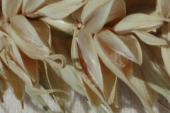 cropped-SommerweizenVisp