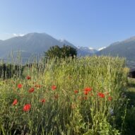 Ackerbegleitfloramischung aus Erschmatt